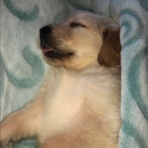 Meet your Posher, Ariel